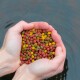 Ein Paar Hände hält bunte Haustierfutterpellets in Rot, Grün und Gelb, mit einer verschwommenen Wasseroberfläche im Hintergrund.