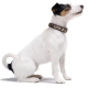 Eine Seitenansicht eines kleinen, weißen Hundes mit einem schwarzen Fleck auf dem Kopf, der ein stilvolles braunes Halsband mit silbernen Nieten trägt.