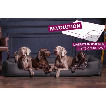 Vier Hunde verschiedener Rassen, die auf einem stilvollen schwarzen Hundebett entspannen, mit einem Textüberlagerung, die "REVOLUTION MATRAZENSCHONER GIBT'S OBENDRAUF" liest.