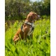 Hundegeschirr beige S
