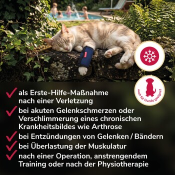 Nahaufnahme eines grauen und blauen Haustiergeschirrriemens mit schwarzen Klettverschlüssen auf weißem Hintergrund.