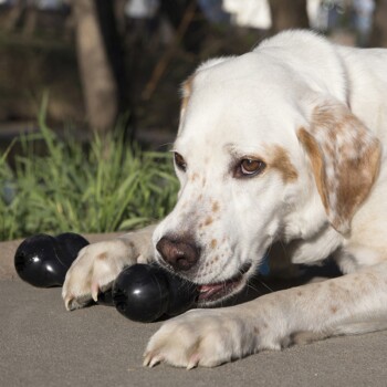 Weiß- und lohfleckiger Hund liegt draußen und kaut an einem schwarzen Kong-Spielzeug, das er mit den Vorderpfoten hält.