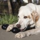 Weiß- und lohfleckiger Hund liegt draußen und kaut an einem schwarzen Kong-Spielzeug, das er mit den Vorderpfoten hält.
