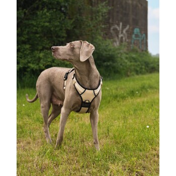 Ein grauer Hund trägt ein beiges und schwarzes Geschirr und steht auf grünem Gras, schaut zur Seite mit einem neugierigen Ausdruck.