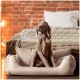 Ein grauer Weimaraner-Hund sitzt aufrecht in einem plüschigen, hellen Haustierbett, mit einer gemütlichen gestrickten Decke und einem Bett im Hintergrund.
