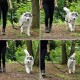 Eine Person, die einen glücklichen Siberian Husky an der Leine durch ein bewaldetes Gebiet führt, umgeben von grünem Laub und einem Schotterweg.