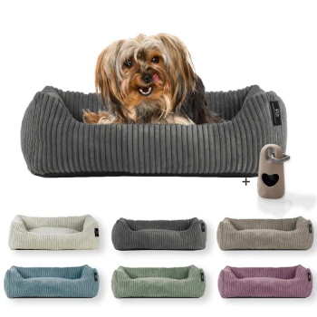 ® Hundebett waschbar für kleine Hunde mit Hundekissen Cord (ca. 55x42 cm) inkl. Gassibeutel Ein gemütliches, graues Haustierbett mit einem Hund, der darin ruht, umgeben von verschiedenen Farboptionen desselben Bett-Designs, die darunter angezeigt werden.