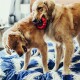 Zwei Golden Retriever spielen auf einer blau-weißen gemusterten Bettdecke, während einer der Hunde ein rotes Gummispielzeug im Mund hält.