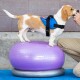 Ein Beagle steht auf einem lila FitPAWS-Balanceball, trägt ein blaues Geschirr, während eine Person ihm einen Leckerbissen anbietet.