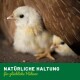 Zwei flauschige gelbe Küken schauen unter einer braunen Henne hervor, mit "NATÜRLICHE HALTUNG für glückliche Hühner" in grün darunter.