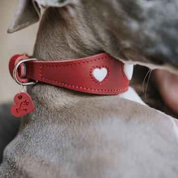 Nahaufnahme eines grauen Hundes, der ein rotes Lederhalsband mit weißen Herzausschnitten und einem kleinen roten herzförmigen Anhänger trägt.