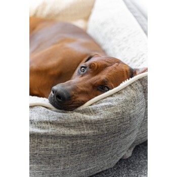 Ein brauner Hund, der bequem auf einem weichen, grauen Haustierbett ruht, mit dem Kopf am Rand und direkt in die Kamera schauend.