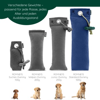 Braun-weißer Hund läuft auf Gras und trägt ein blaues Spielzeug im Maul, im Hintergrund ein grüner Zaun.