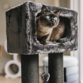 Eine Siamkatze mit auffälligen blauen Augen schaut aus einem plüschigen grauen Katzenbaum mit einem gemütlichen Versteck, das zwei robuste, mit Seil umwickelte Pfosten hat.