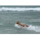 Un golden retriever nageant dans l'océan, poursuivant une bouée rouge et blanche rayée, avec des vagues douces en arrière-plan.