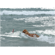 Ein Golden Retriever, der im Ozean schwimmt und einer rot-weiß gestreiften Boje nachjagt, mit sanften Wellen im Hintergrund.