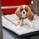 Ein Cavalier King Charles Spaniel liegt auf einem plüschigen grauen Haustierbett und schaut mit einem ruhigen Ausdruck direkt in die Kamera.