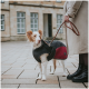 Ein Hund in einem schwarzen und kastanienbraunen Mantel steht auf einem Steinpflaster und wird von einer Person in einem beigen Mantel und schwarzen Stiefeln an der Leine gehalten.