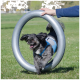 Ein verspielter schwarzer Hund, der ein blaues Geschirr trägt, läuft durch einen großen grauen Reifen auf einem Grasfeld, mit einer Hand einer Person, die den Reifen hält.