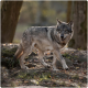 Un loup gris marchant sur un sol rocheux dans une forêt, avec une douce lumière du soleil filtrant à travers les arbres, mettant en valeur son pelage épais et son expression alerte.