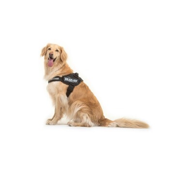 Collier pour chien Trixie Julius-K9 IDC - Mini harnais pour chien