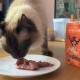 Eine Siamkatze frisst Nassfutter aus einem weißen Teller, im Hintergrund eine Tüte mit der Aufschrift "The Better Cat" und "Huhn Pur" sichtbar.