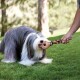 Jouet pour chien Wubba longues oreilles S