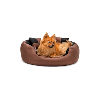 Ein flauschiger Pomeranian-Hund entspannt sich in einem runden, braunen Haustierbett mit schwarzen Akzenten und sieht zufrieden und entspannt aus.