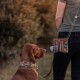 Vizsla-Hund mit geometrisch gemustertem Halsband blickt zu einer Person auf, die eine passende, gemusterte Leckerli-Tasche an der Hüfte trägt.