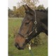 Hans Melzer Halfter Sahrendorf braun/messing WB (Warmblut)