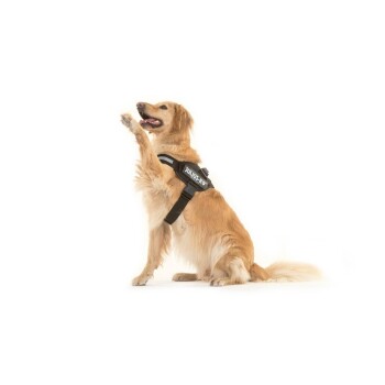Harnais pour chien fuchsia Julius-K9 IDC Power - Taille mini mini : K9  fitness by Zeus JULIUS-K9 animalerie - botanic®
