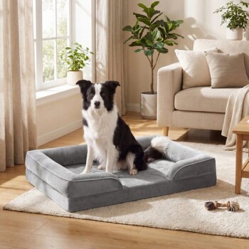 Schwarz-weißer Border Collie sitzt auf einem grauen Randhundebett in einem sonnenbeschienenen Wohnzimmer mit Sofa und Pflanzen