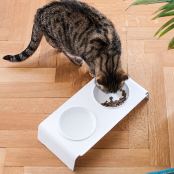 Getigerte Katze frisst Trockenfutter aus einer weißen erhöhten Doppelstation (andere Seite mit Wasser gefüllt) auf Holzfußboden