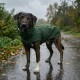 Ein Hund trägt einen grünen Regenmantel mit gelben Akzenten, vor einem weißen Hintergrund stehend.