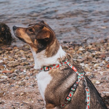 Braun-weißer Hund trägt ein Geschirr mit Wassermelonenmuster und sitzt an einem felsigen Ufer in Wassernähe.