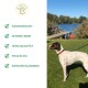 Ein gescheckter Hund auf Gras am See trägt ein buntes Halsband mit Text: "Handgemacht", "Echtes Leder", "Hohe Qualität", "Vielfältig", "Klassiker."