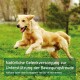 Golden Retriever rennt über Gras mit Überlagerungstext über natürliche Gelenkpflege auf Deutsch und Englisch