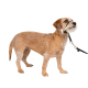 Ein kleiner, hellbrauner Hund steht vor einem weißen Hintergrund und trägt eine schwarze Leine, die an einem Halsband befestigt ist.