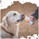 Golden Retriever leckt Flüssigkeit aus einer von einer Hand gehaltenen Flasche mit der Aufschrift 'IMMUNO'.