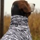 Ein Hund trägt einen schwarz-weißen, zebra-musternden Halswärmer mit dem sichtbaren Etikett "PAIKKA", vor einem verschwommenen natürlichen Hintergrund.