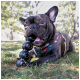 Gestromte Französische Bulldogge kaut auf einem schwarzen, gestapelten Kugelspielzeug auf Gras, trägt ein Geschirr mit Dinosaurier‑Muster und eine goldene Kette.