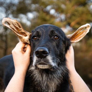 Eine Nahaufnahme eines schwarzen Hundes mit großen, hängenden Ohren, der sanft von den Händen einer Person gehalten wird, vor einem verschwommenen natürlichen Hintergrund.