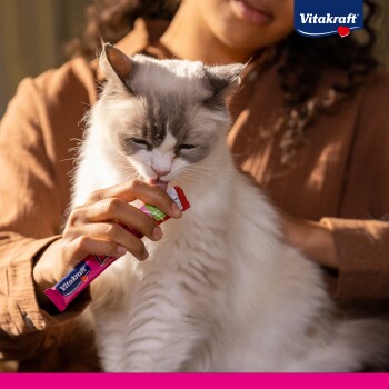Une personne donne à un chat moelleux, blanc et gris, un bâton de friandise Vitakraft, le chat léchant la friandise pendant que la personne la tient doucement.