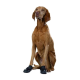 Brązowy pies rasy Vizsla siedzący prosto, noszący czarne buty dla psów na przednich łapach, na białym tle.