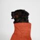 Ein schwarz-brauner Hund, der ein oranges Handtuch trägt, von hinten gesehen, vor einem schlichten weißen Hintergrund.