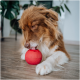 Braun-weißer Hund leckt einen roten strukturierten Ballspielzeug auf einem Holzboden im Innenraum.