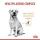 Healthy Ageing Complex for dogs, featuring a grey dog silhouette with text: "Ideal weight & muscle mass support."