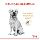 Healthy Ageing Complex for dogs, featuring a grey dog silhouette with text: "Ideal weight & muscle mass support."
