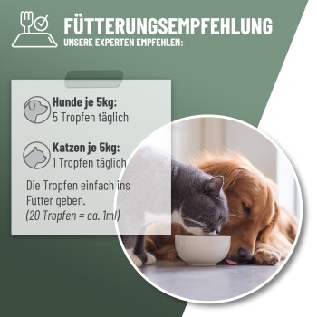 Eine flauschige graue Katze, die in einem Feld aus grünem Gras und Wildblumen entspannt, mit kleinen gelben und weißen Blüten, die verstreut sind.