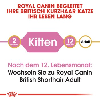 British Shorthair Kitten 400 g